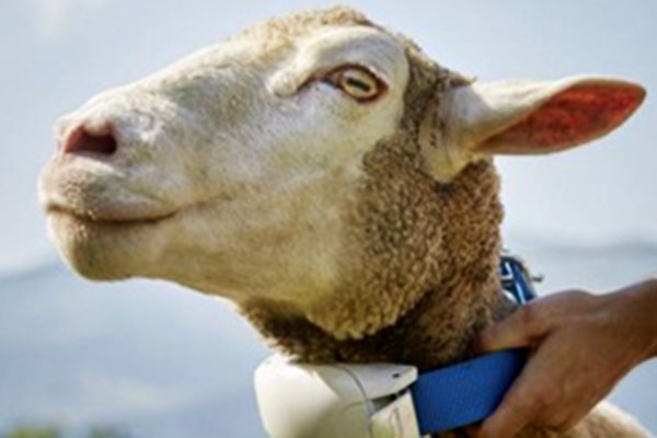 Schaf mit Alptracker_1.jpg