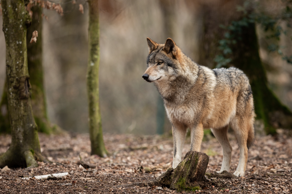 Schutzstatus Wolf (c) AB Photography, GettyImages.png