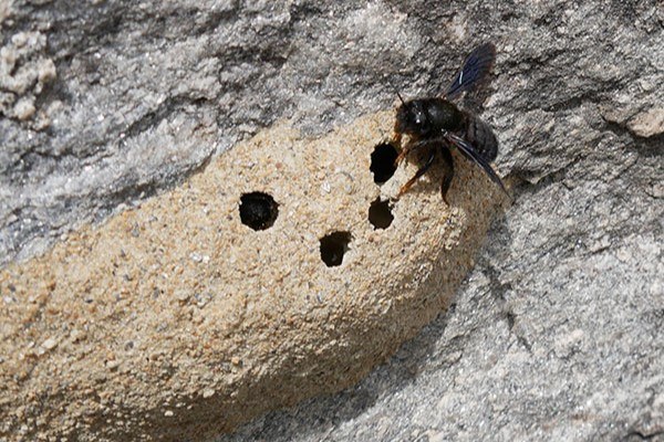 Schwarze-Mörtelbiene_web.jpg