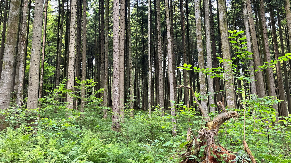 Spletka naslovka pri novicah (2).png