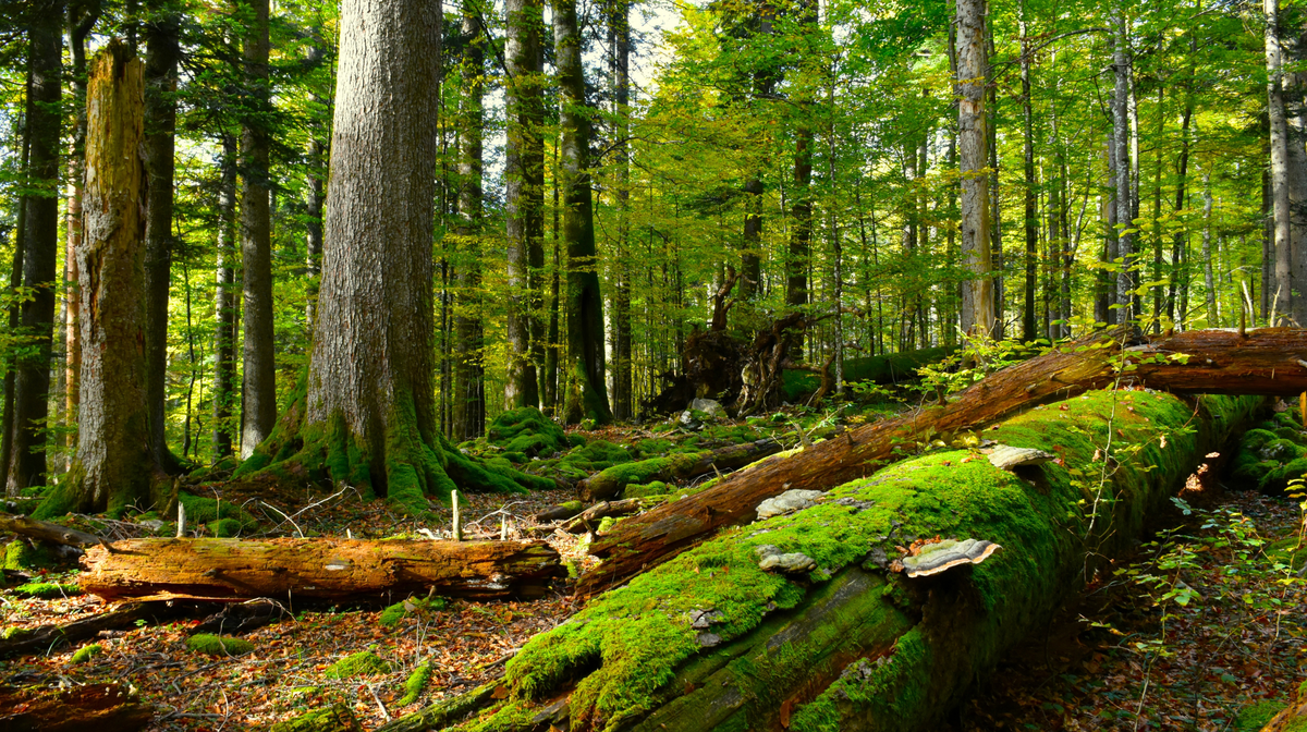 Spletka naslovka pri novicah (7).png