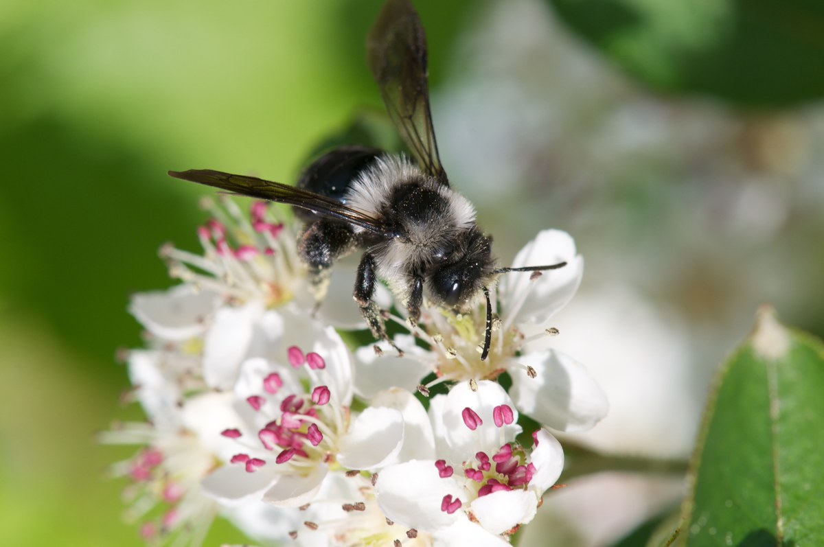 spring-furry-bee-on-aroniablute-1269780.jpg