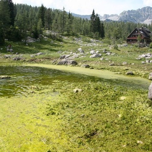 Cvetenje Dvojnega jezera, Stane Klemenc