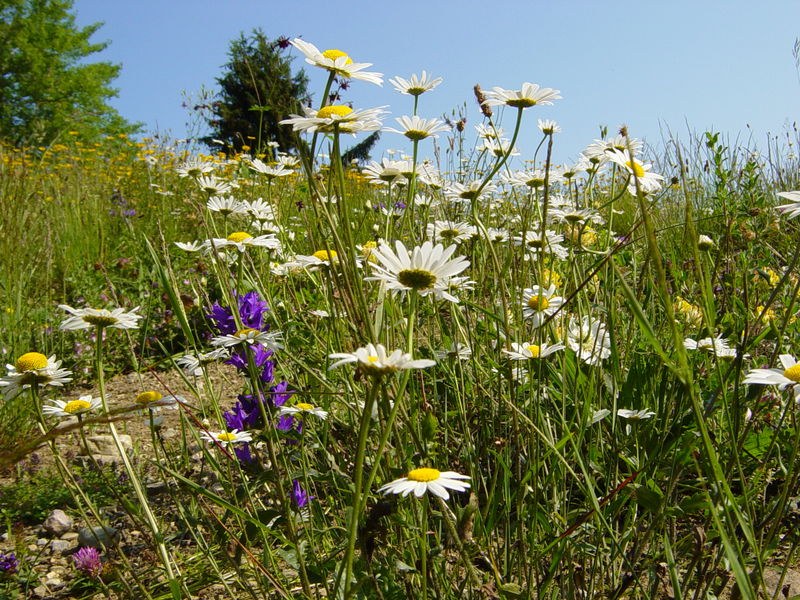 Stutzberg(c) Markus Burtscher.jpg