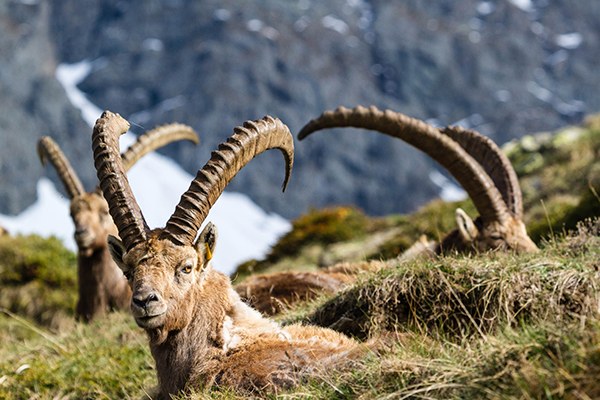 The quiet bunch - Valli di Lanzo (c) Fulvio Spada_flickr.jpg