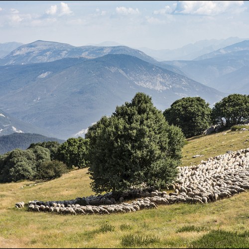 Verdon Transhumance © Arnaud Brunet