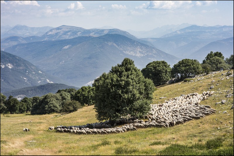 Verdon Transhumance © Arnaud Brunet