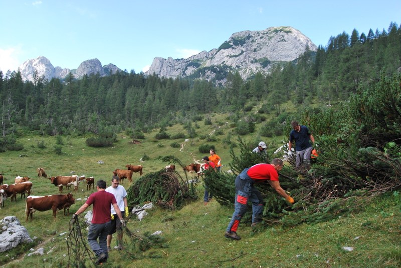Trebljene zarasti na planini Velo polje