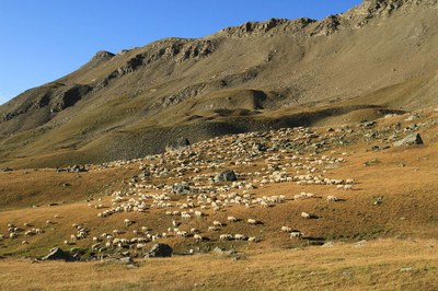 Troupeau ecrins.jpg