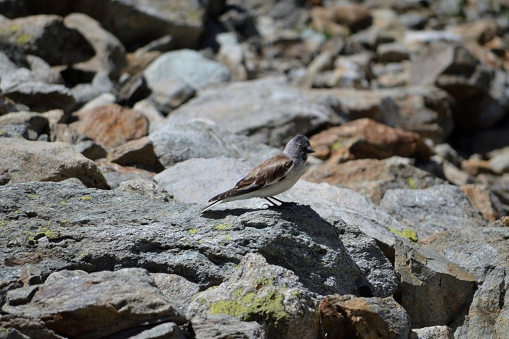 Vogel (c) Dani Egli Pixabay.jpg