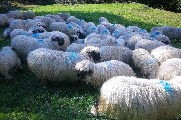 Wallis Schafherdenschutz_web(c) CIPRA International, Marion Ebster.jpg