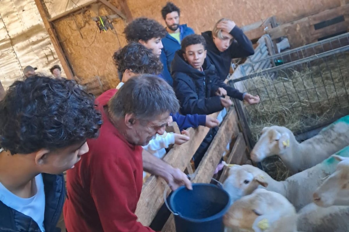 EN_25_sheep (c) En passant Par la Montagne.jpg