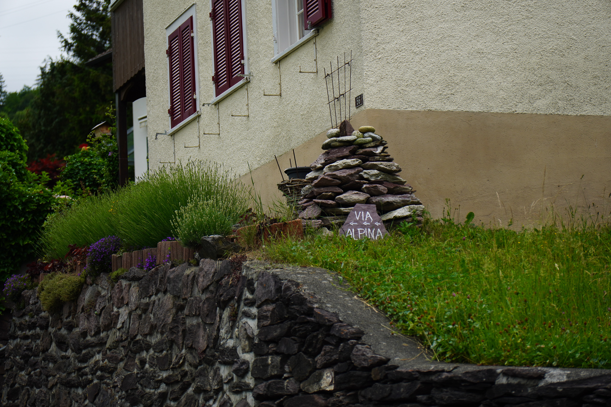 Weisstannen (c) Soninke Combrinck