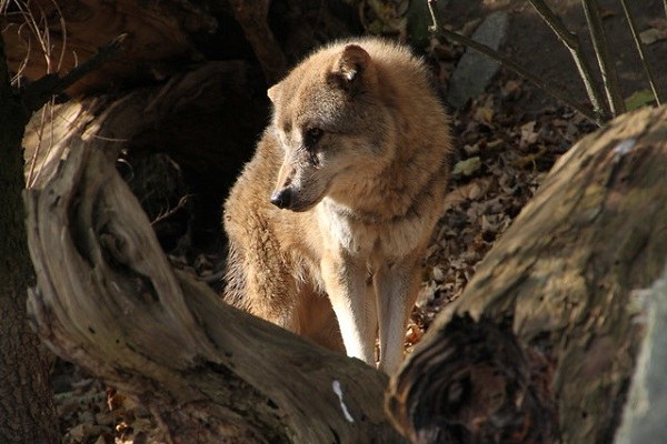 Wolf im Alpenzoo IBK 600x400 (c) pilot_micha, flickr.jpg