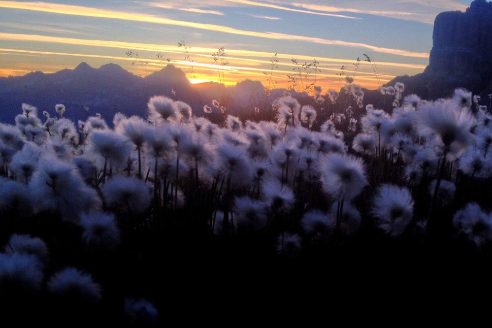 Wollgras Dolomiten_web (c) Luisa Deubzer.jpg