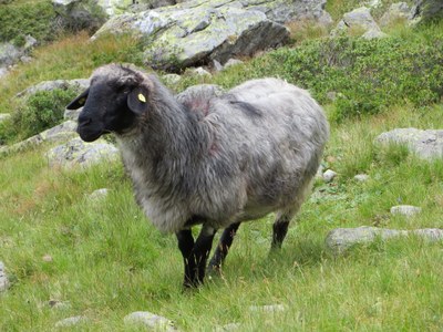 Schaf auf Bergweide