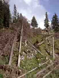 Zerstörter Schutzwald auf einer Untersuchungsfläche in Zweisimmen BE, zwei Jahre nach dem Sturm Vivian.