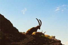 Velika zavarovana območja kot turistični trend