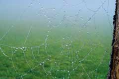 Povezani partnerji povezujejo habitate