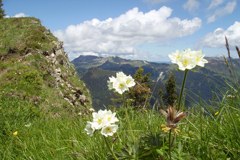 Biotsko raznovrstnost alpskega sveta najbolj ogrožata kmetijstvo in gozdarstvo.