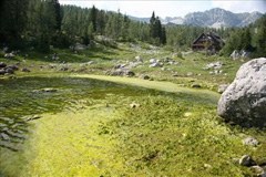 Nekoc kristalno cisto Dvojno jezero v Dolini sedmerih jezer se je spremenilo v zaudarjajoco mlakužo, prekrito z nitastimi algami.