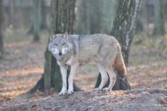 Mali korak za volka, velik za njegovo alpsko populacijo: volk se je vrnil v bavarske gozdove.