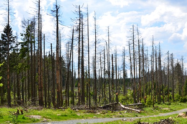 Del smrekovega gozda po napadu podlubnikov. ©TCM1003/flickr
