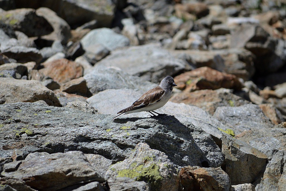Planinski vrabec na kamnitem površju