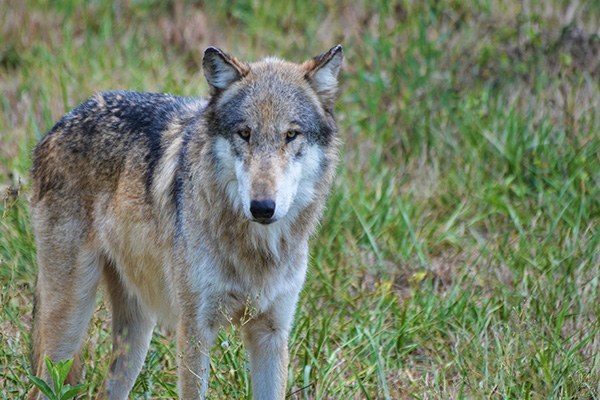 Politično nasprotovanje varstvu volka se na evropski ravni krepi in vprašati se je treba, v kolikšnem obsegu bo človek v prihodnje volku sploh še priznaval njegov naravni življenjski prostor? © Chad Horwedel/flickr