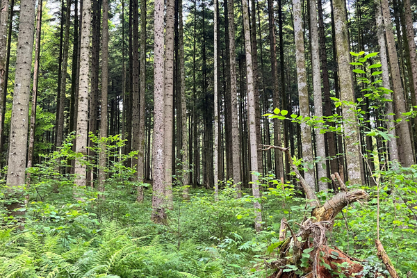 Izgubljamo pomembna območja za ohranjanje najbolj ogroženih prebivalcev gozda
