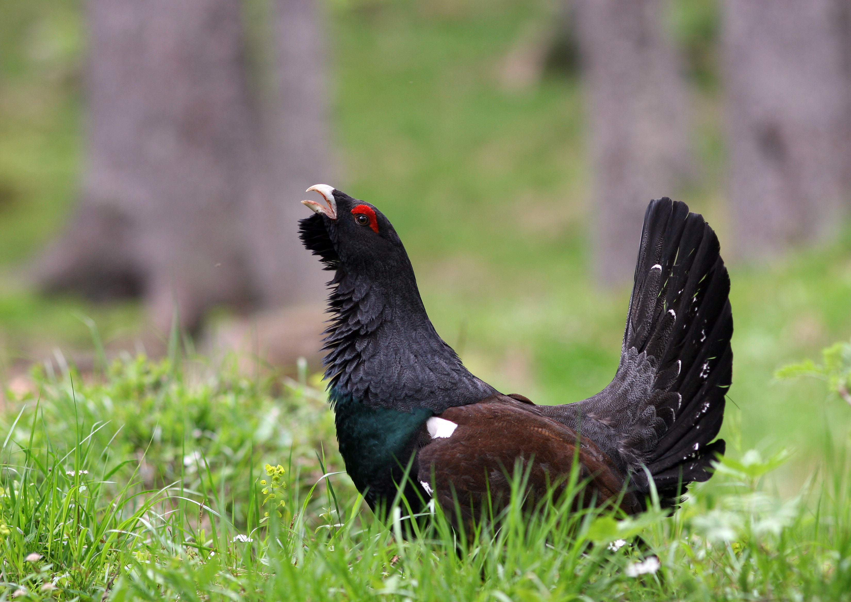 Je sobivanje divjega petelina in obiskovalcev na Vitrancu možno?
