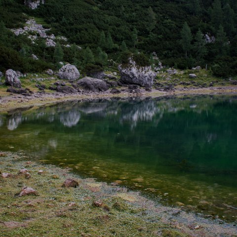 Jezero ima zaradi vnosa hranil z bližnje planinske koče in alohtonih rib porušen naravni ekosistem, kar se najbolj nazorno pokaže ravno v poletnih mesecih, ko na jezerski površini zacvetijo alge. Foto: Domen Mirtič Dolenec, enlarged picture.