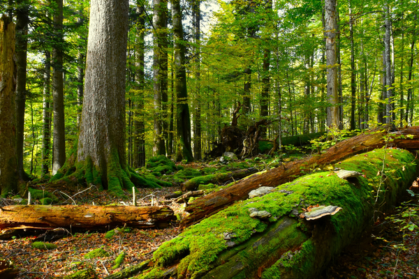 Pustimo delček gozda pri miru - prepustimo ga naravi, ogroženim vrstam in prihodnjim generacijam